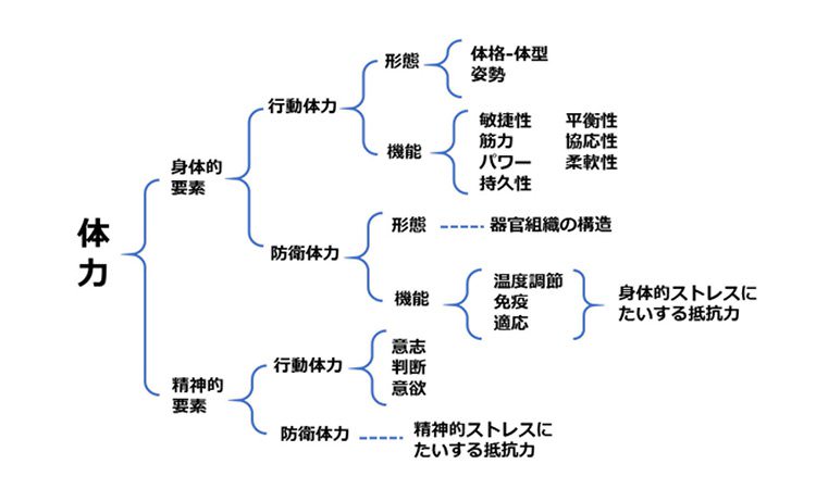 Vol.40：スポーツの秋です！でもちょっと待って…体力って何でしょう？