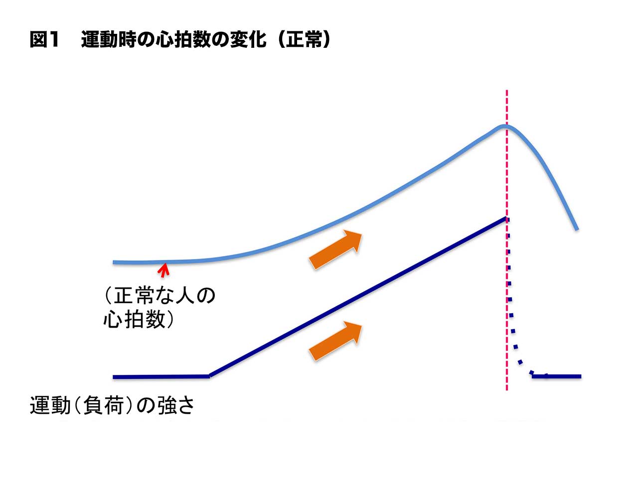 平均 脈拍 脈拍数は健康のバロメーター！脈拍数の正常値と早い・遅いときの対処法