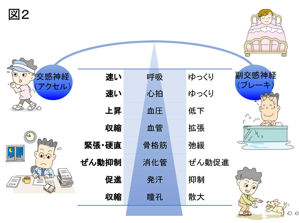 Vol 11 自律神経と心臓の関係 医療法人 澄心会 豊橋ハートセンター