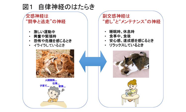 Vol.11：自律神経と心臓の関係