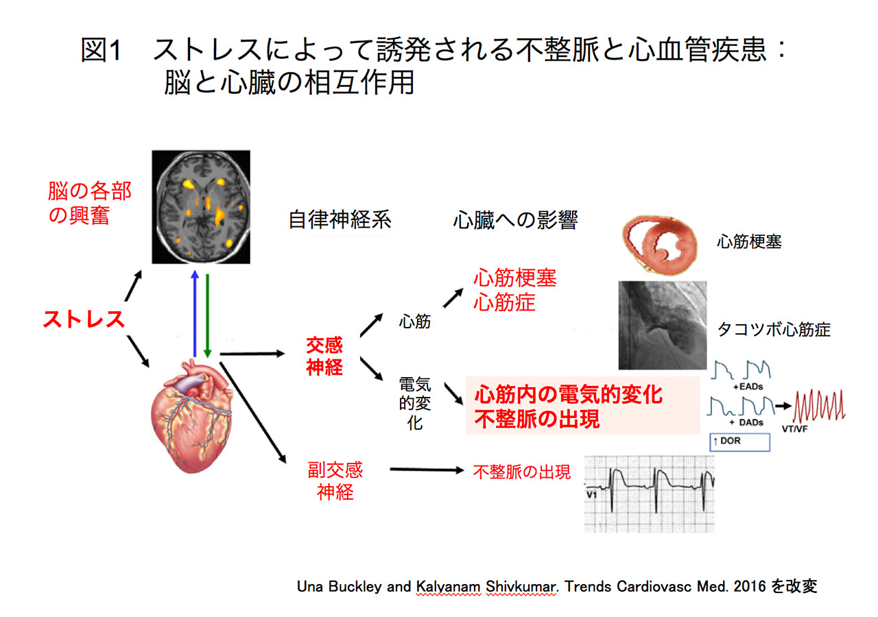 ストレスによって誘発される不整脈と心血管疾患：脳と心臓の相互作用