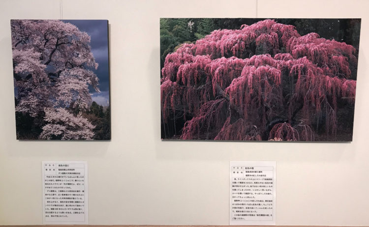 第二回 石井幹男写真展 桜花爛漫の候