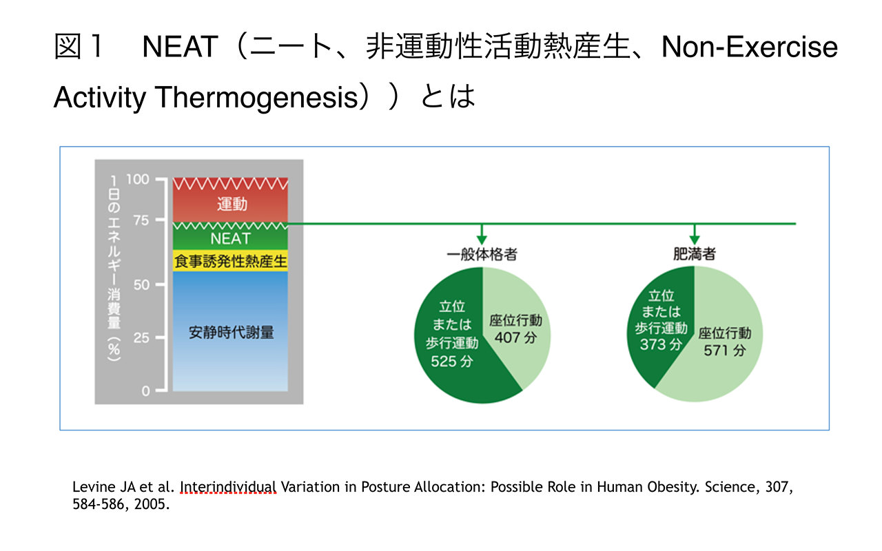 Vol.47：“NEAT（ニート）”を増やして、代謝アップを図ろう