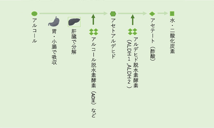 Vol.55 アルコールと上手に付き合うために 節度あるアルコール摂取を忘れず
