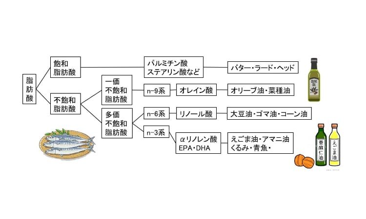 見直そう。脂質の摂り方。正しい脂質摂取のススメ。