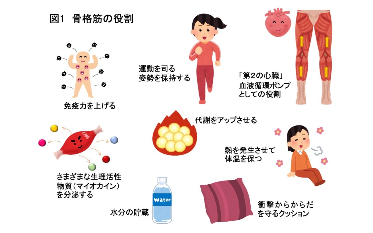 単なる運動器じゃない！ 内臓や認知・精神機能をも守る、筋肉のはたらき | 医療法人 澄心会 豊橋ハートセンター